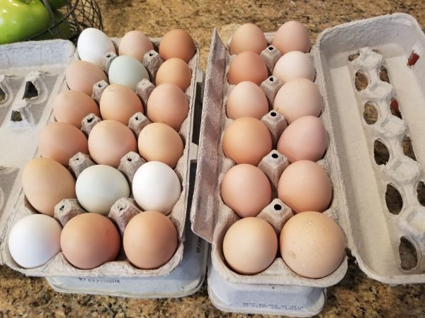 eggs eggs